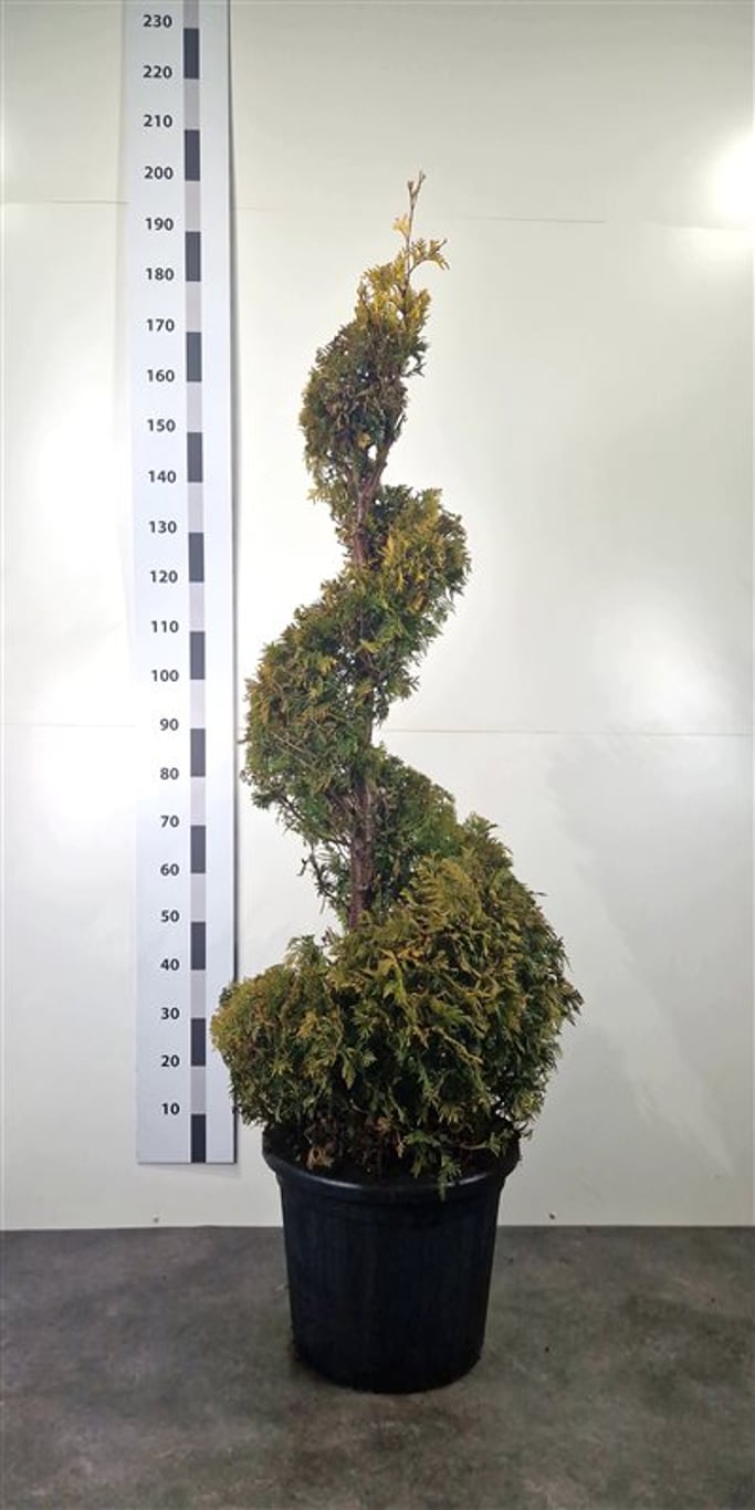 Thuja occ. 'Yellow Ribbon' - 140-160 CM Spiral Cont.